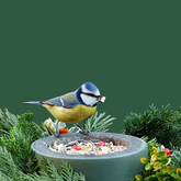 Bird Food